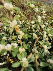 wild strawberry bush
