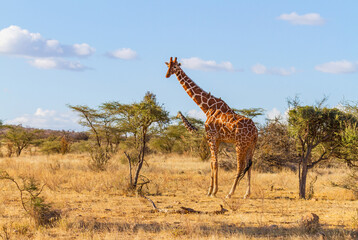 Reticulated giraffe at thorn bush in dry savannah of Samburu Reserve, Kenya, Africa with blue sky....