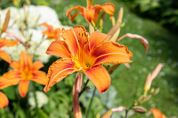 orange single lily in the garden