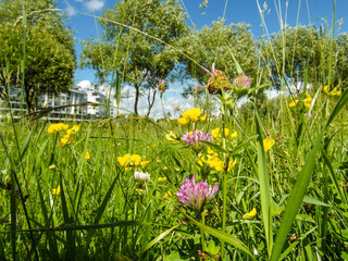 Beautiful wild flowers growing by the pond on a Sunny summer day