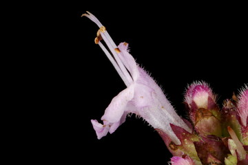 Fototapeta na wymiar Wild Marjoram (Origanum vulgare). Flower Closeup