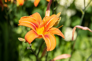 orange single lily in the garden