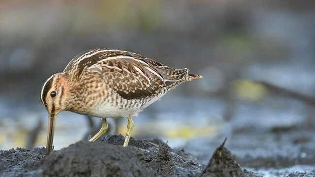 Common Snipe (Gallinago gallinago)