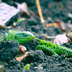 Portrait of a Small green lizard on the ground. Selective focus