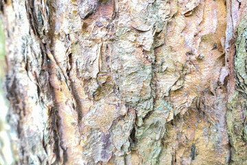 bark of a tree