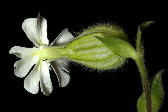 White Campion (Silene latifolia). Female Flower Closeup