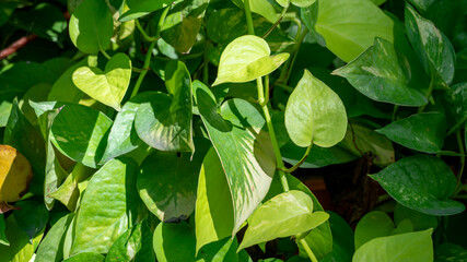 Golden pothos (Epipremnum aureum), Heart shaped leaves, devil's ivy background.