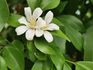 Fototapeta na wymiar white flower of a tree