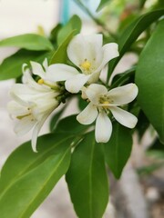 white flower of a tree