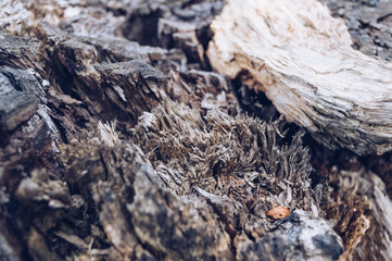 close up view of old birch tree stump
