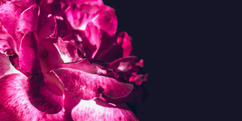 dark banner with blooming magenta rose