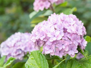 Obraz premium 雨に濡れた紫陽花