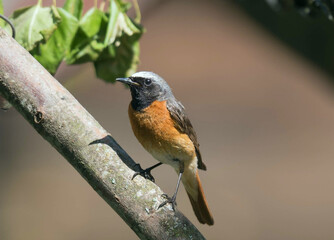 Redstart Coot.