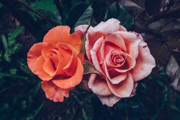 view from above on orange and pink roses