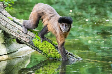 A monkey in nature. A monkey by the water. Robust capuchin monkeys are capuchin monkeys in the genus Sapajus.