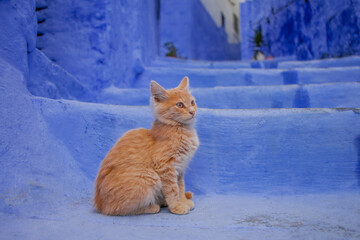 Chefchaouen, the blue city of Morocco.