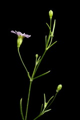 Annual Gypsophila (Gypsophila muralis). Inflorescence Closeup