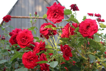 
Drops of rain lie on the petals of red roses on a summer sunny day