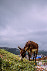 Animals in Chefchaouen, Morocco (Afrique).