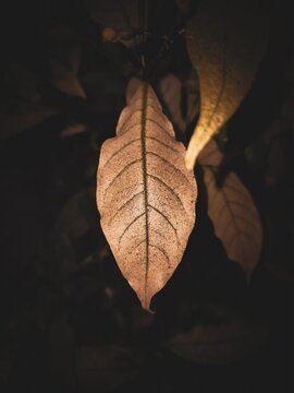 autumn leaf with black background
