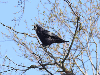 Rook