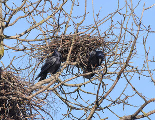 Rook