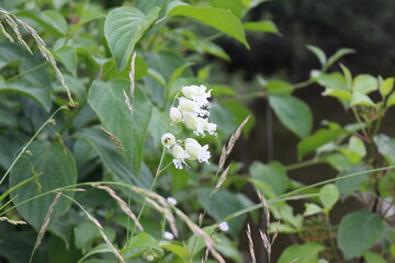 
White  flowers bloom on the shore of the pond in summer. 
This is a medicinal plant.