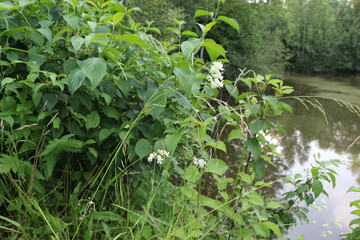 
White  flowers bloom on the shore of the pond in summer. 
This is a medicinal plant.