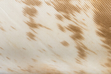 Beautiful Bright Brown, Orange, Black and White Barn Owl (Tyto alba) Feather Close up Detail Texture. Abstract Pattern Background