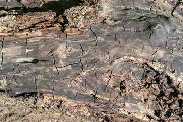Oak wood texture, old dry trunk