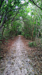 path in the woods