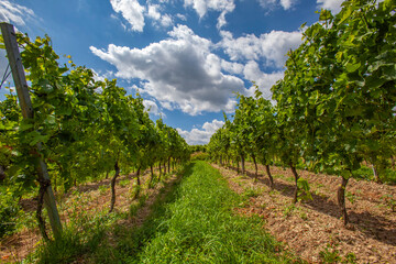Fototapeta na wymiar green vineyard landscape 