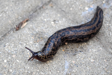 large dark with an ornament of stripes and spots Limax Maximus crawls on the ground in the city after the rain