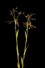 Hairy Woodrush (Luzula pilosa). Habit