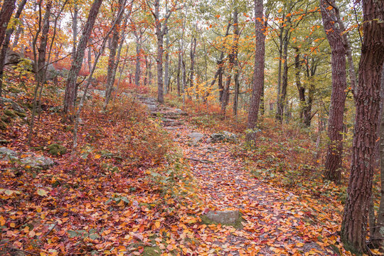 Appalachian Trail At High Point State Park NJ With Brilliant Fall Foliage 