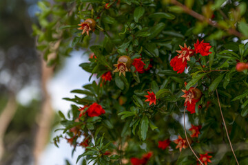 Fleurs de grenadier