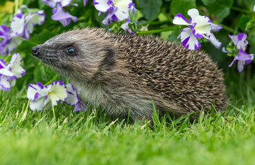 Hedgehog in garden (Scientific name: Erinaceus Europaeus) wild, free roaming hedgehog, taken from wildlife garden hide to monitor health and population of this favourite but declining mammal	