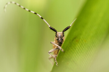 Golden-bloomed grey longhorn beetle on leaf, close-up macro
