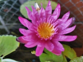 pink water lily