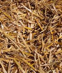 Yellow hay background 
