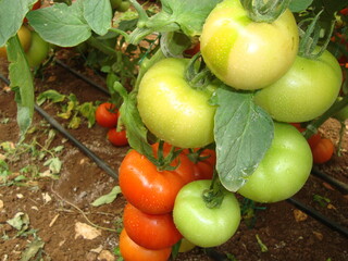 Red and green truss tomatoes in a greenhouse