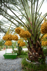 Fototapeta premium Date palm yellow fruit On a blurred background