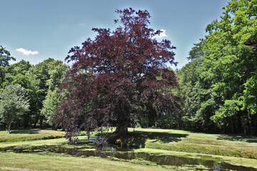 View over city park with a big red beech. Photo was taken on a sunny June day.