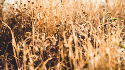 Obraz premium Dry spikes and grass in early summer