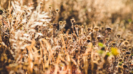 Dry spikes and grass in early summer