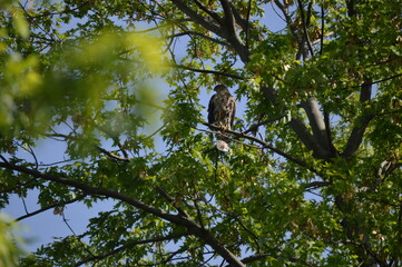 Red Tailed Hawk in a tree 
