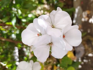 apple tree blossom