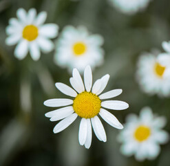 Close up of daisies in France. White petals and yellow hearts. The back plane is green-gray.