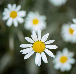 Fototapeta premium Close up of daisies in France. White petals and yellow hearts. The back plane is green-gray.