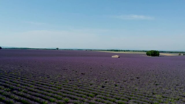 Survol d'un champ de lavande sur le plateau de Valensole en Provence, France.
